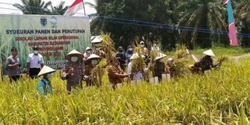 Wabup Bakhtiar Hadiri Panen Padi Perdana SLIO di Desa Danau Embat
