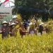 Wabup Bakhtiar Hadiri Panen Padi Perdana SLIO di Desa Danau Embat