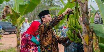 Edi Purwanto Panen Pisang Canvendish Bersama Anggota Komisi V DPR RI di Ponpes Irsyadul ‘Ibad