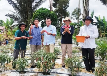 Wabup Batanghari Bakhtiar Panen Raya Cabai di Kecamatan Pemayung