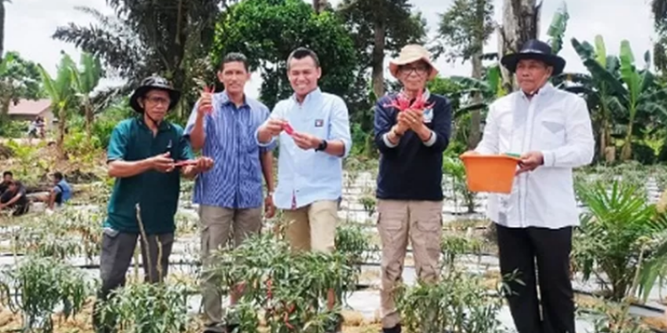Wabup Batanghari Bakhtiar Panen Raya Cabai di Kecamatan Pemayung